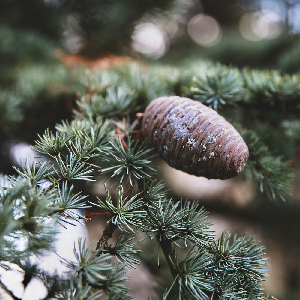 Himalayan Cedar & Jasmine Fragrance Oil