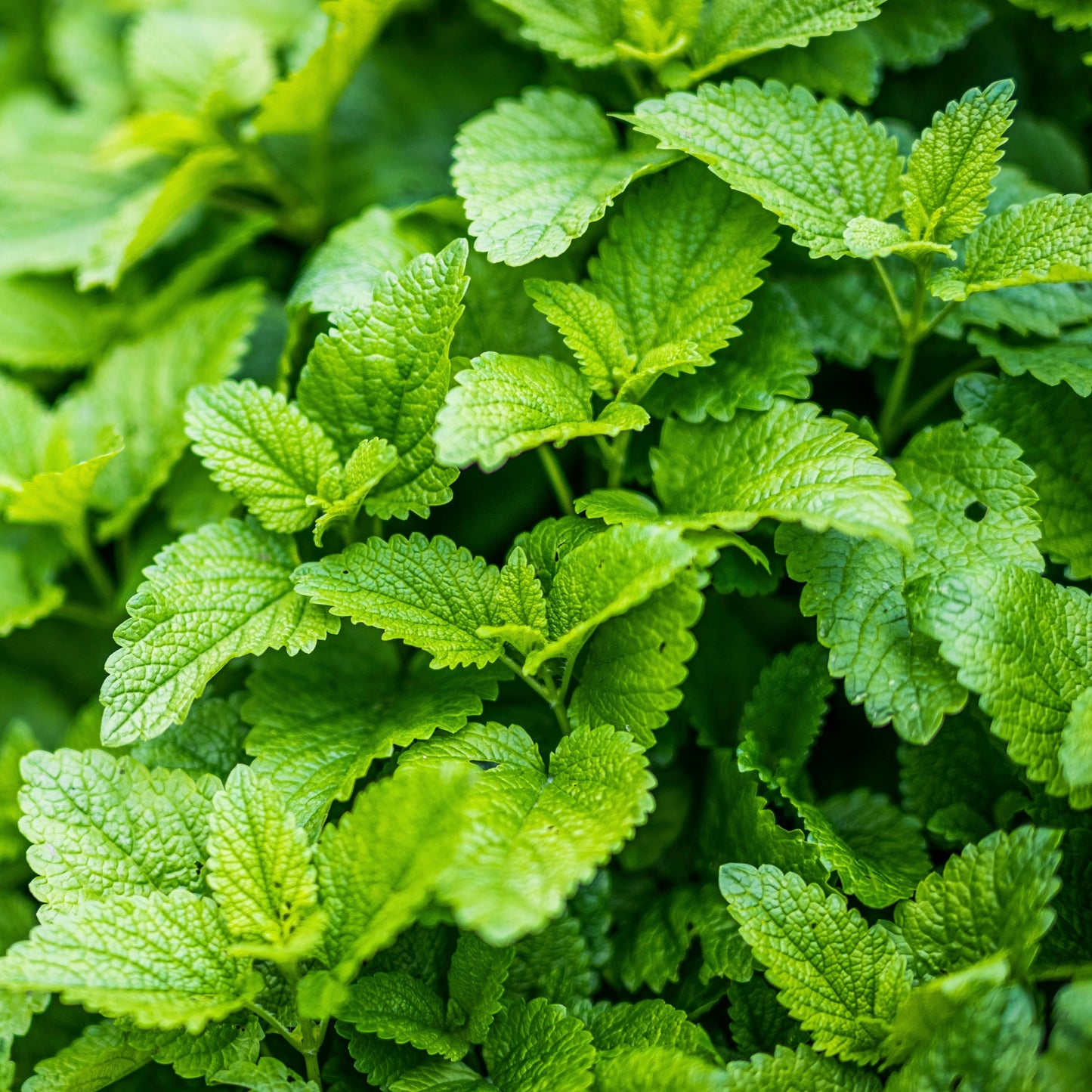 Melissa Essential Oil