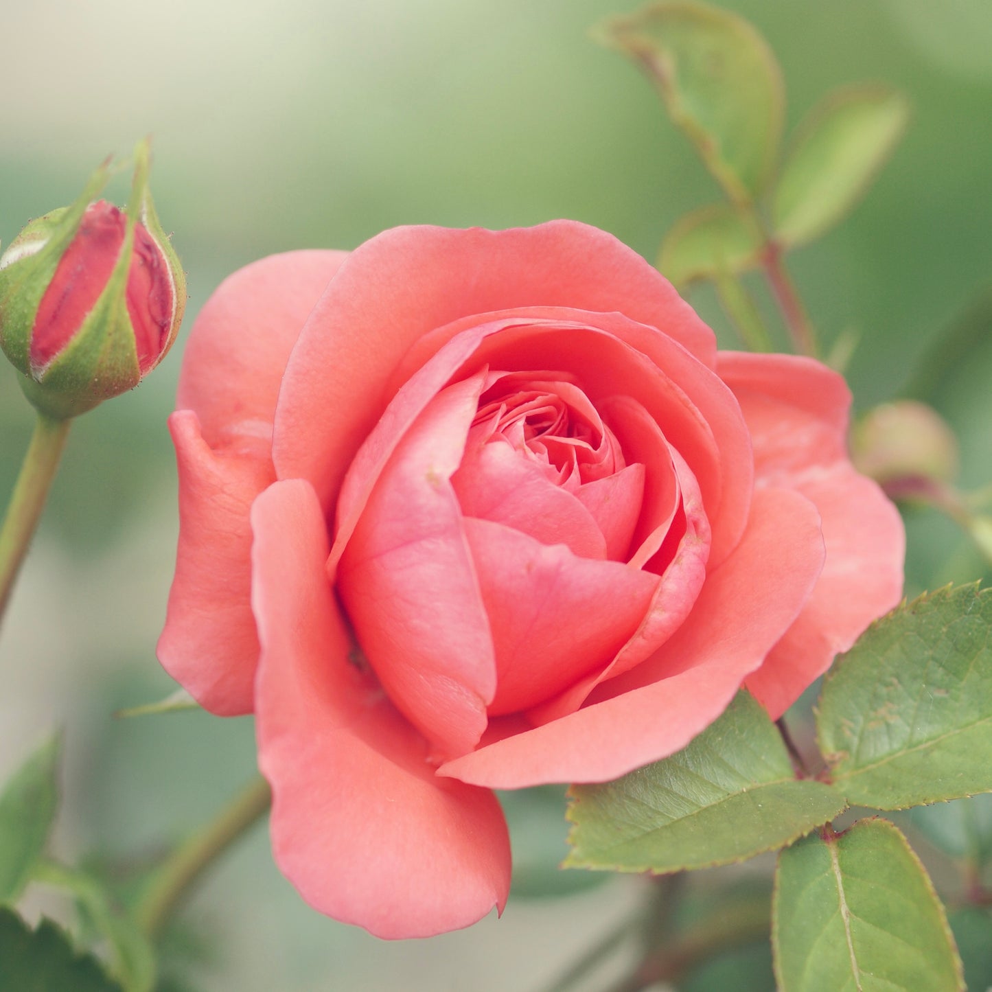 Damaskus Rose & Hibiskus Duftöl