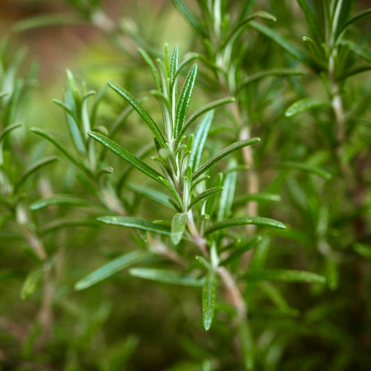 Lavender Essential Oil