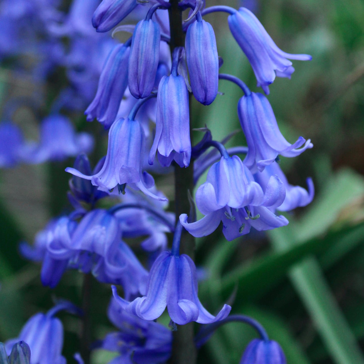 Bluebell Duftöl