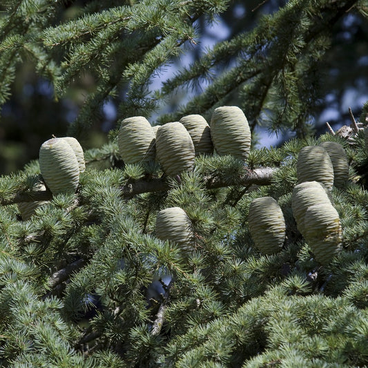 Cedarwood Essential Oil