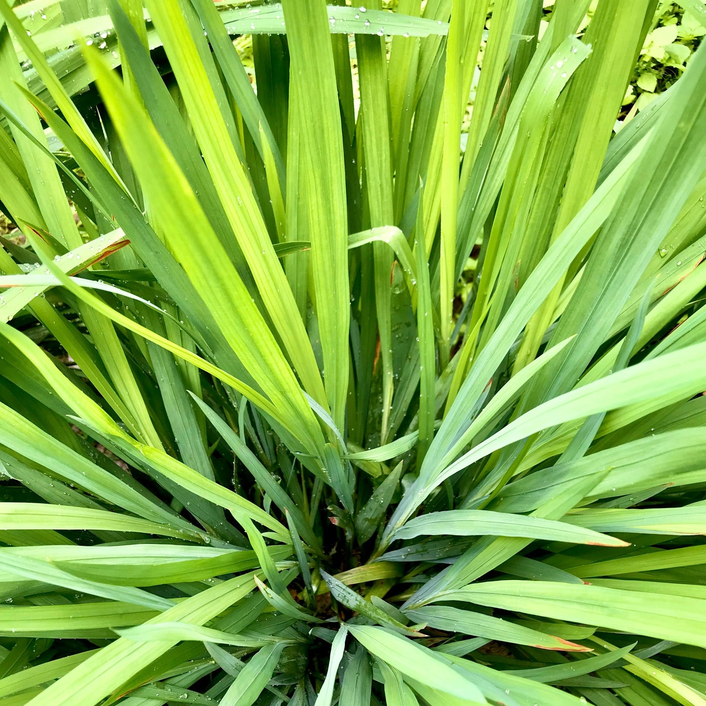 Bio Zitronengras Ätherisches Öl