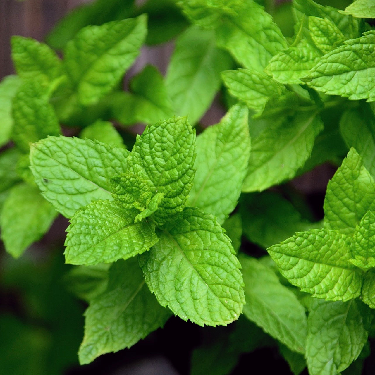 Mint Essential Oil