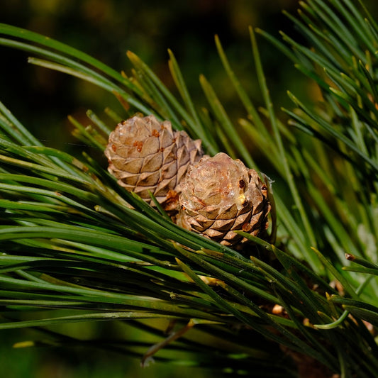 Swiss Pine Essential Oil