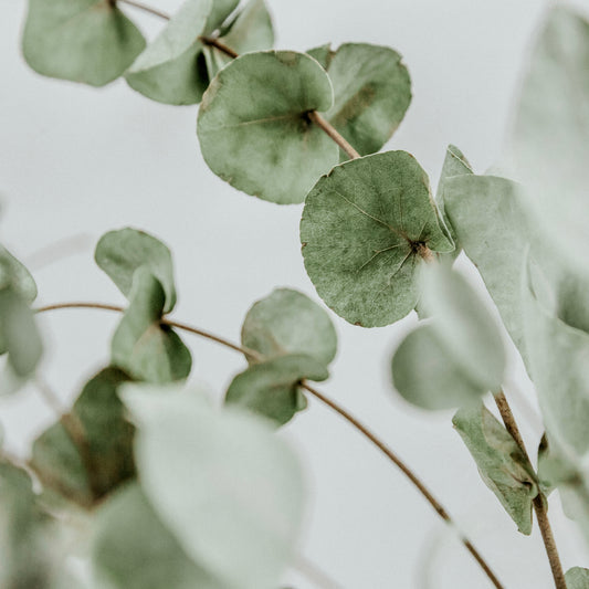 Eucalyptus Essential Oil 