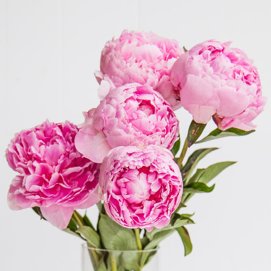 Peony fragrance oil