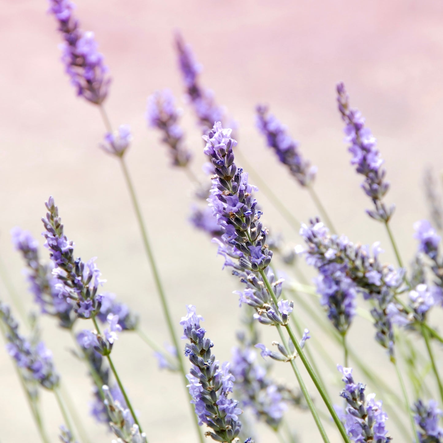 Lavender fragrance oil