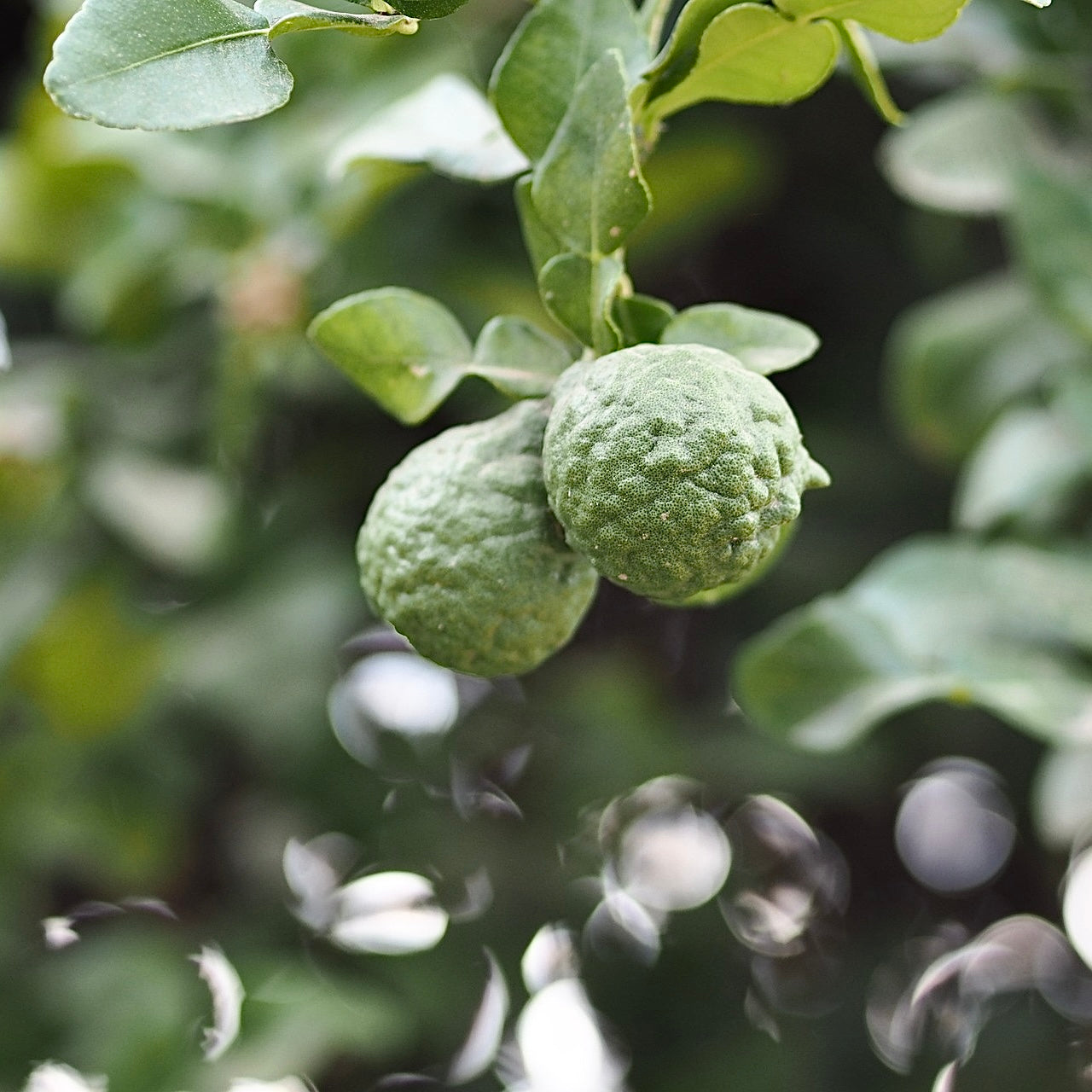 Bergamot Rain Duftöl