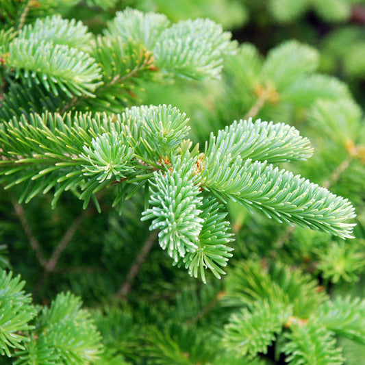 Spruce Needle Essential Oil