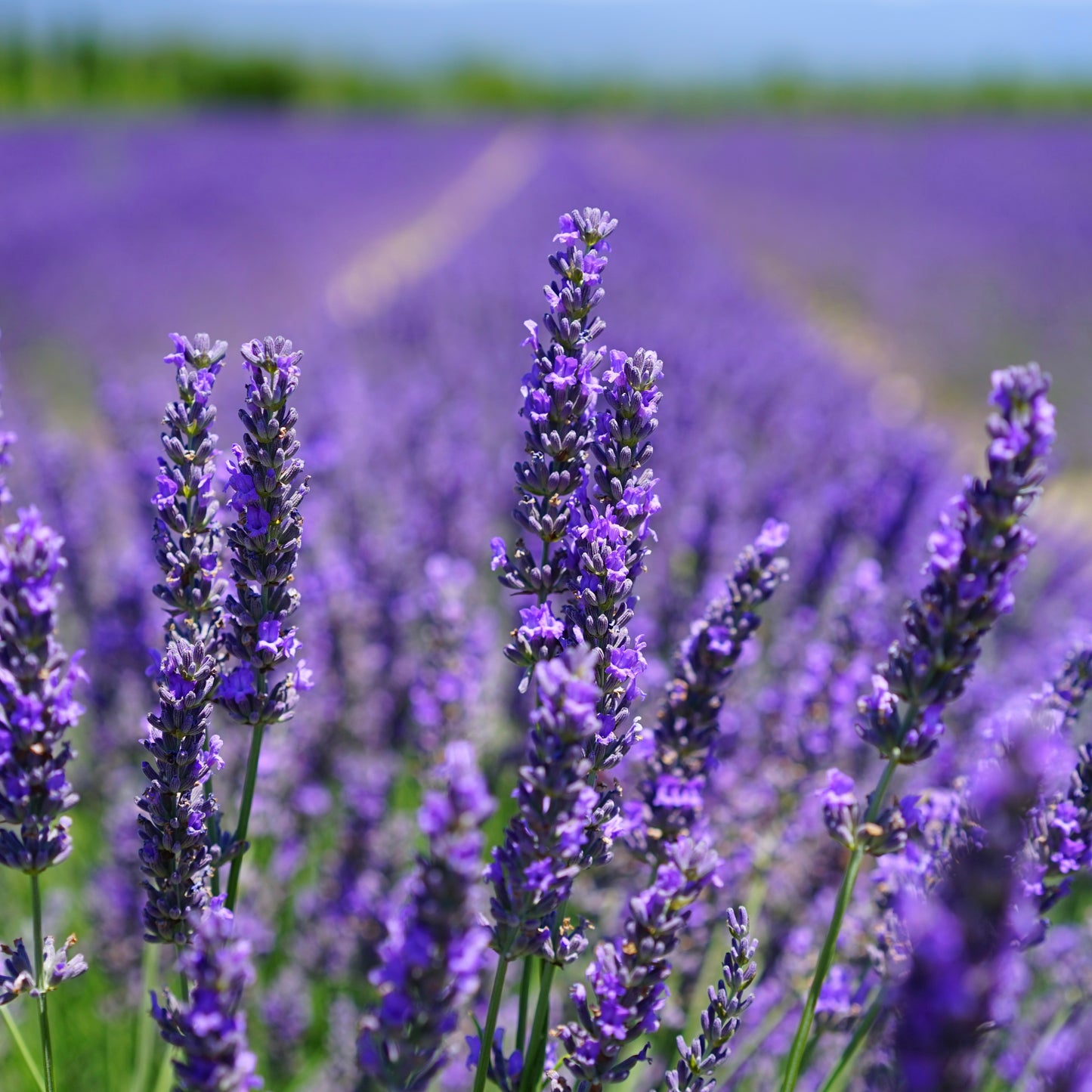 Bio Lavendel Ätherisches Öl