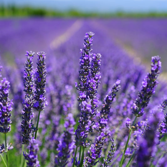 Lavender Essential Oil